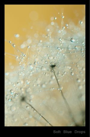 Soft Blue Drops.jpg